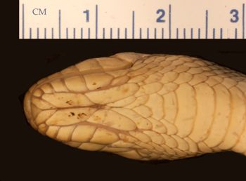 Media type: image;   Herpetology R-16006